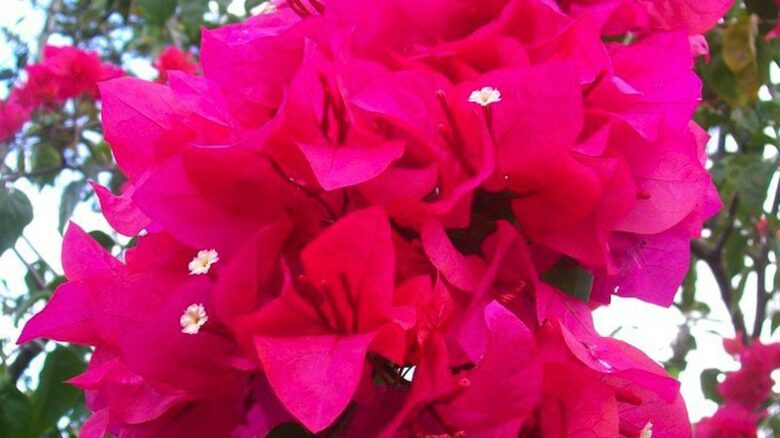 Costa Mar Oceanside Villa - Casa De Campo, Dominican Republic