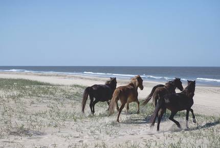 Oceanfront Home Among the Wild Horses - Outer Banks - Corolla, North Carolina