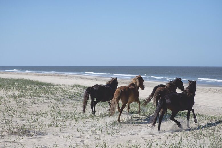 Oceanfront Home Among the Wild Horses - Outer Banks - Corolla, North Carolina