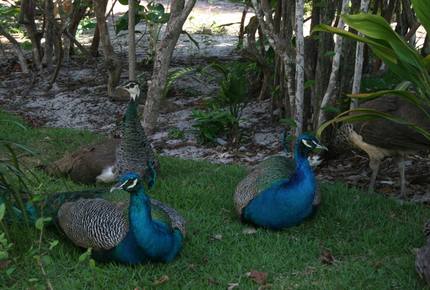 Casa Paraiso - Praia da Pipa, Brazil