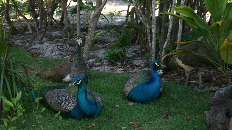 Casa Paraiso - Praia da Pipa, Brazil