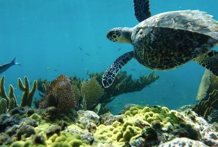 Eco-Friendly New Heights Guana Cay - Great Guana Cay, Bahamas