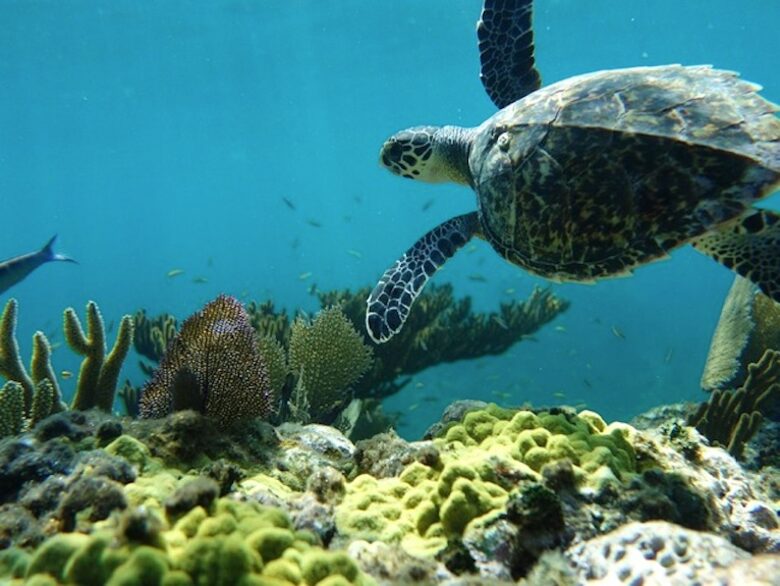 Eco-Friendly New Heights Guana Cay - Great Guana Cay, Bahamas