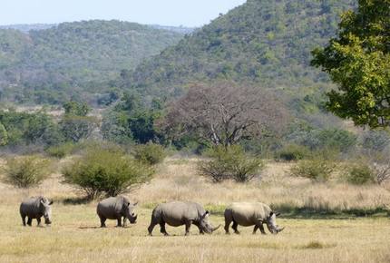 Big Five Game Lodge Tsheshepe - Vaalwater, South Africa
