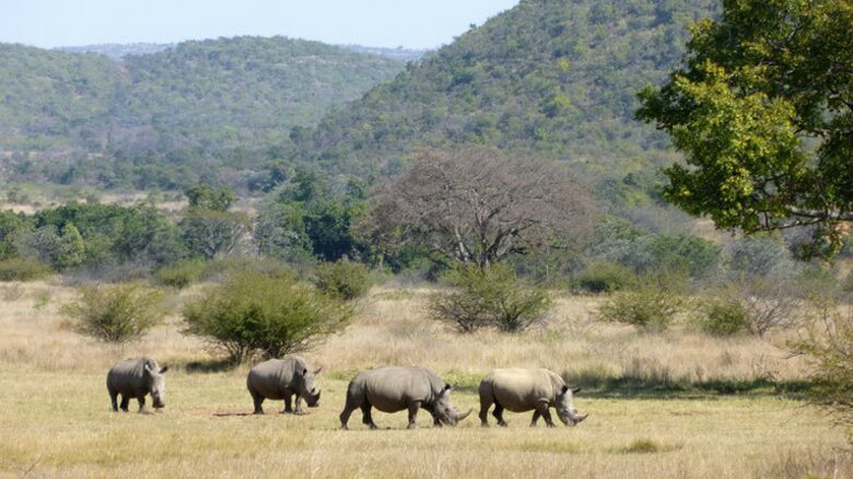 Big Five Game Lodge Tsheshepe - Vaalwater, South Africa