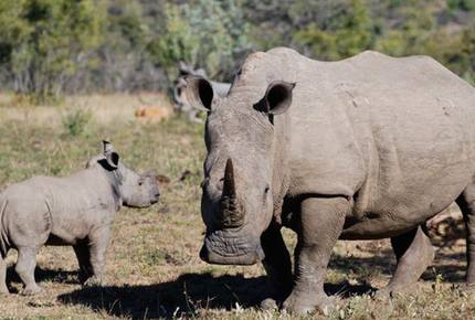 Big Five Game Lodge Tsheshepe - Vaalwater, South Africa