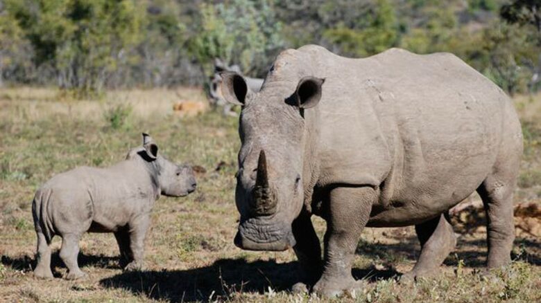 Big Five Game Lodge Tsheshepe - Vaalwater, South Africa