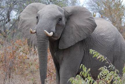 Big Five Game Lodge Tsheshepe - Vaalwater, South Africa