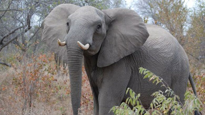 Big Five Game Lodge Tsheshepe - Vaalwater, South Africa