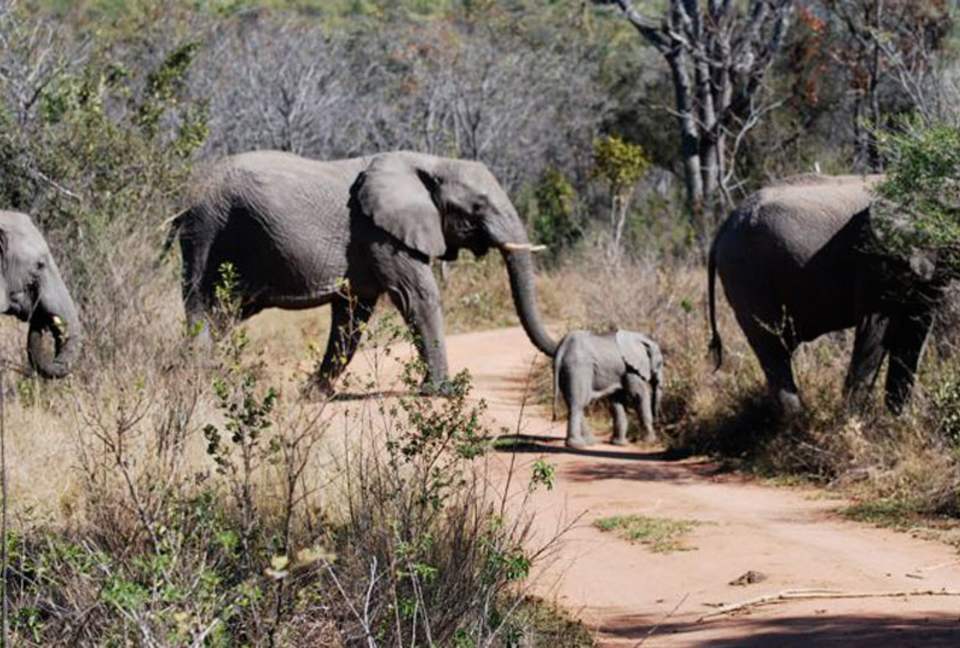 Big Five Game Lodge Tsheshepe - Vaalwater, South Africa