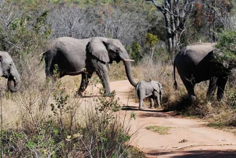 Big Five Game Lodge Tsheshepe - Vaalwater, South Africa