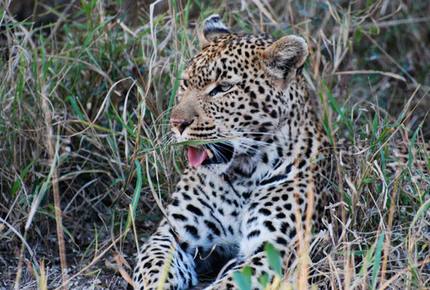 Big Five Game Lodge Tsheshepe - Vaalwater, South Africa