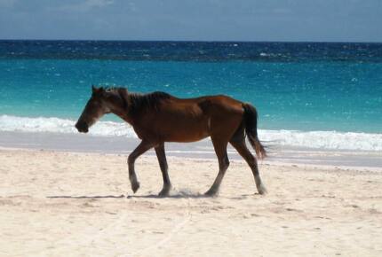 Valentines Residences, Resort & Marina - Harbour Island, Bahamas