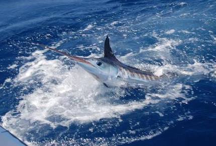 Ancora Private Residence - Yacht Club and Marina - Punta Cana, Dominican Republic