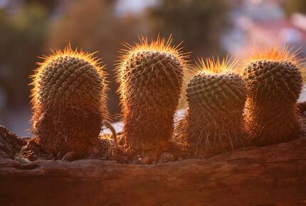 Villa San Miguel - San Miguel de Allende, Mexico