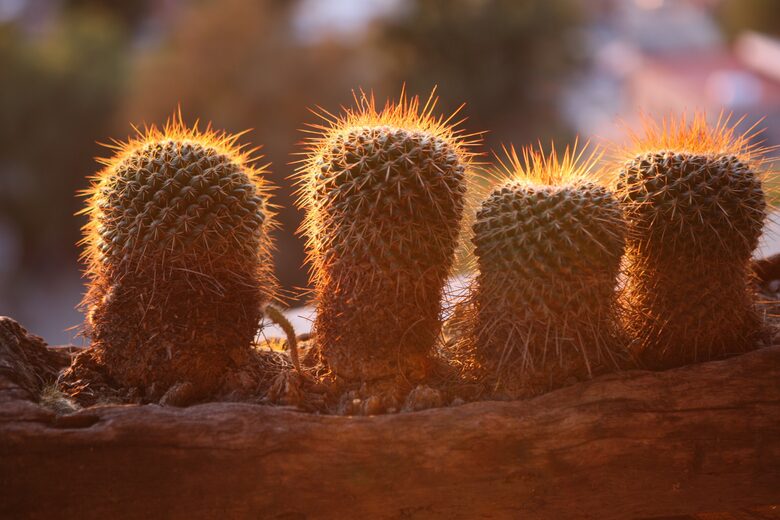 Villa San Miguel - San Miguel de Allende, Mexico