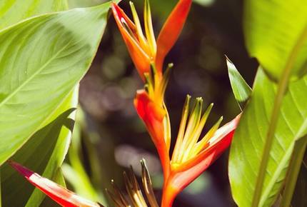 Red Frog Beach - 3 Bedroom Residence - Vista Del Mar, Villa 53 - Bocas del Toro, Panama