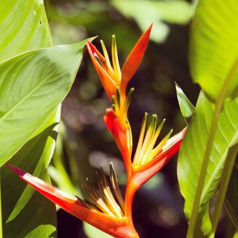 Red Frog Beach - 3 Bedroom Residence - Vista Del Mar, Villa 53 - Bocas del Toro, Panama