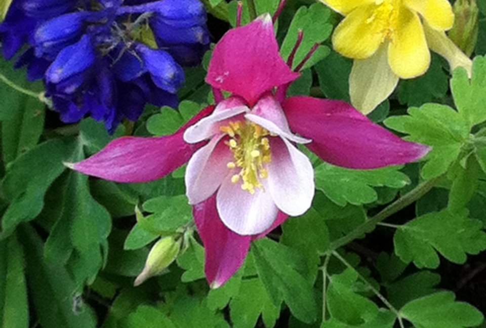 Golden Peak Creekside - Vail, Colorado