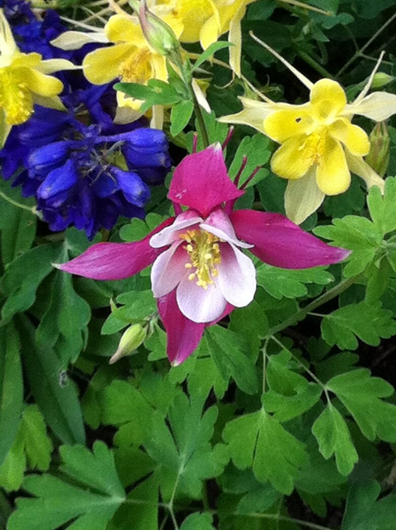 Golden Peak Creekside - Vail, Colorado