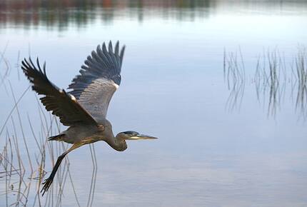 Bear Trap Dunes - Ocean View, Delaware