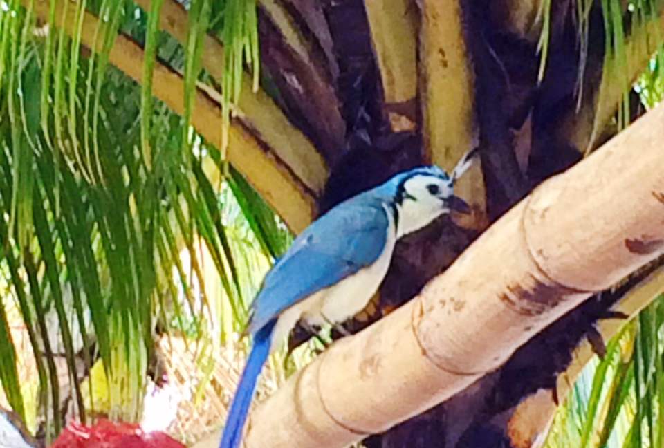 Luxury Ocean View Villa with 5 Star Personalized Service - Playa Samara, Costa Rica