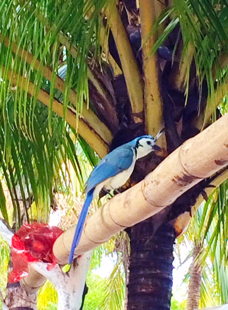 Luxury Ocean View Villa with 5 Star Personalized Service - Playa Samara, Costa Rica