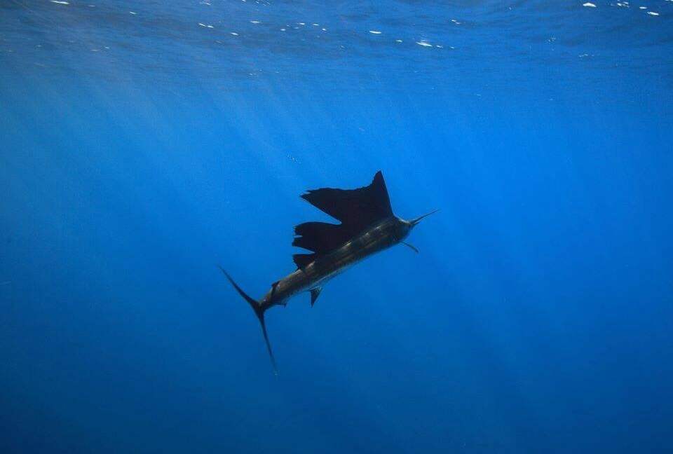 Luxury Ocean View Villa with 5 Star Personalized Service - Playa Samara, Costa Rica