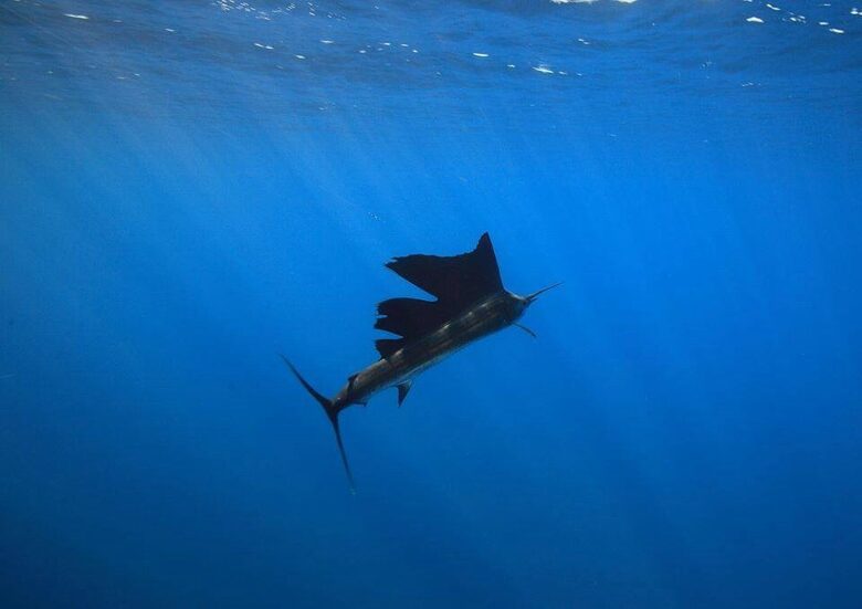 Luxury Ocean View Villa with 5 Star Personalized Service - Playa Samara, Costa Rica