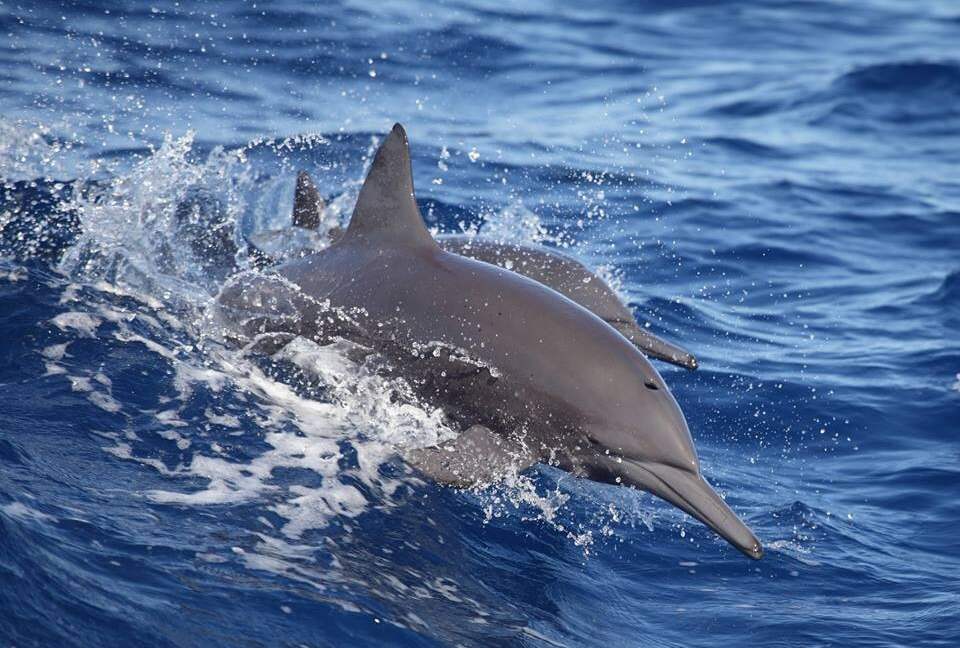 Luxury Ocean View Villa with 5 Star Personalized Service - Playa Samara, Costa Rica