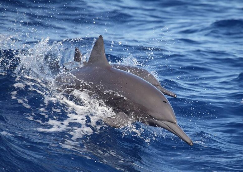 Luxury Ocean View Villa with 5 Star Personalized Service - Playa Samara, Costa Rica