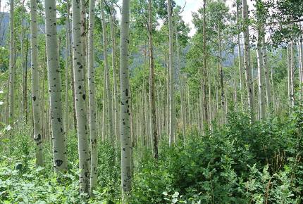 Romantic Aspen Hideaway - Aspen, Colorado
