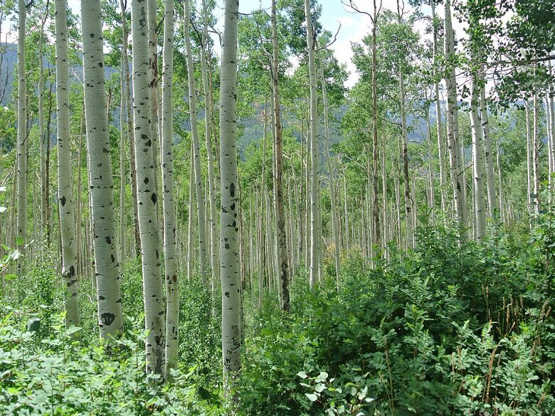 Romantic Aspen Hideaway - Aspen, Colorado